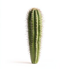 Naklejka premium A solitary cactus-type succulent with small details and sharp spines, isolated on a blank white background