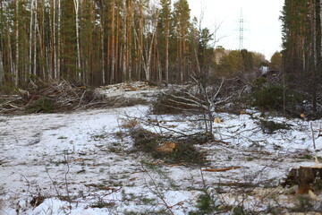 Illegal logging in the winter forest. Illegal logging is a driving force behind a number of environmental problems such as deforestation, soil erosion and loss of biodiversity.