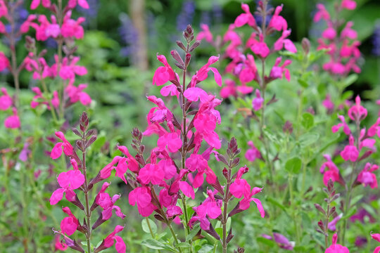 Bright pink Salvia microphylla &lsquo;Cerro Potos&iacute;&rsquo;, also known as baby sage, in flower.