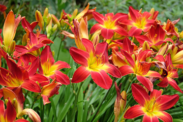 Red and yellow Hemerocallis, ‘All American Chief’ Daylily in flower.