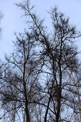 Oak grove on a cloudy winter day.