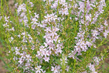 Pale white pink Lythrum virgatum, wand loosestrife ‘Joy’ in flower.