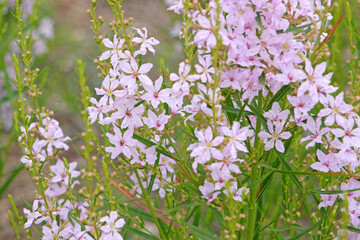Pale white pink Lythrum virgatum, wand loosestrife ‘Joy’ in flower.