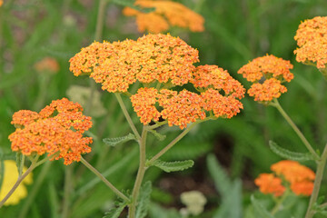 Rust orange Achillea yarrow ‘Terracotta’ in flower.