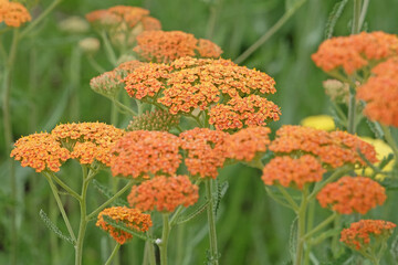 Rust orange Achillea yarrow ‘Terracotta’ in flower.