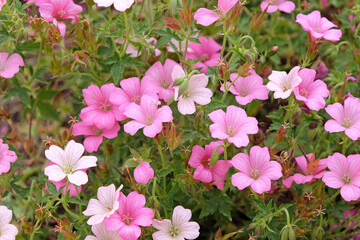 Pink and white Geranium oxonianum, cranesbill ‘Rose Clair’ in flower.