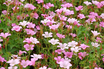 Pink and white Geranium oxonianum, cranesbill ‘Rose Clair’ in flower.