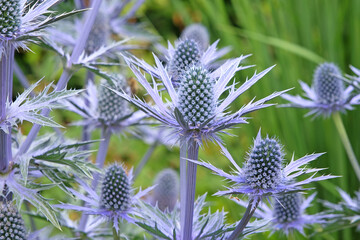 Eryngium x zabelii, or sea holly ‘Big Blue’ in flower.