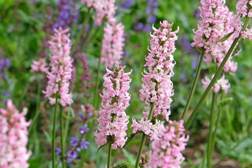 Obraz premium Pale pink Stachys Betonica officinalis, pink betony ‘Rosea’ in flower.