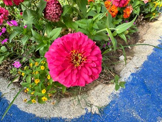 Pink elegant zinnia flowers in the garden. Close-up. Zinnia elegans (Z. violacea) known as youth...