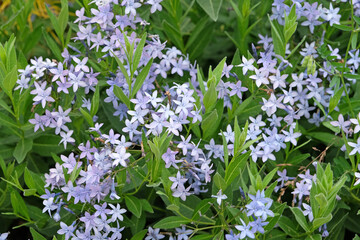 Pale blue Amsonia orientalis, eastern bluestar, in flower.