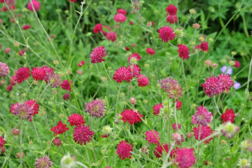 Knautia macedonica or Macedonian Scabious ‘Red Knight’ in flower.