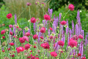 Knautia macedonica or Macedonian Scabious ‘Red Knight’ in flower.