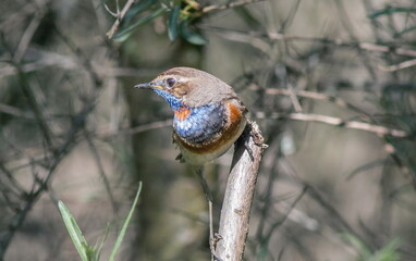 red winged blackbird