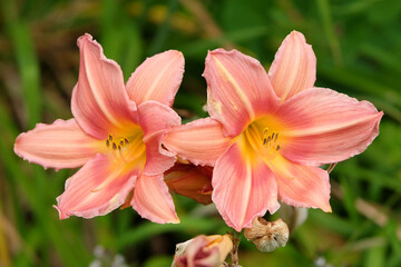 Coral pink Hemerocallis hybrid daylily ‘Corryton Pink’ in flower.