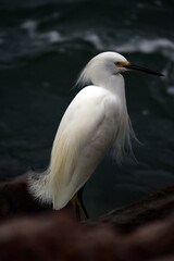 Snowy Egret on the Texas Gulf Coast Jetty