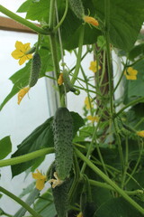 Growing cucumbers. A close-up of a cucumber and cucumber flowers with a wilt on a branch....