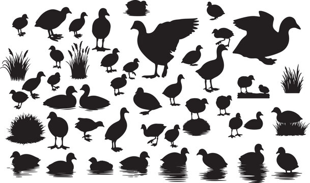 Vector Coot Silhouette Collection