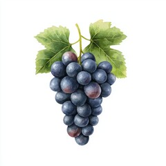 Fototapeta premium Watercolor illustration of grapes with leaves on white background