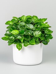 Vibrant pothos plant in white pot indoor decor modern home