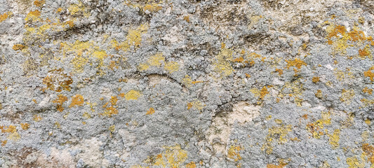 Aged wall of old building with multicolored moss, natural background, full frame. Colorful Moss on Concrete Wall. Detailed unusual backdrop, abstract design. Selective focus.