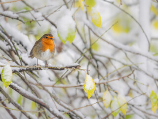 Robin perched on a snowy branch at Christmas