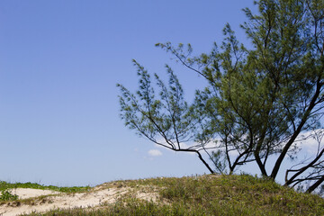 Trees with sand dunes on Capao da Canoa beach in Brazil