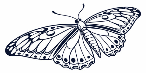 Vector Butterfly Line Art, isolated white background