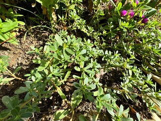 Purslane (Portulaca oleracea), close-up. Fresh and green leaf Portulaca oleracea growing in the garden. Common purslane, small wild carrot or purslane. From the family Portulacaceae.
