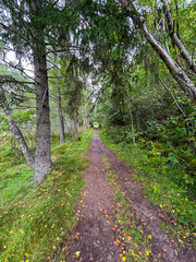 Fototapeta premium Footpath in the woods, path in the forest.
