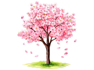 Fototapeta premium Beautiful Cherry Blossom Tree in Full Bloom Surrounded by Falling Petals on a Vibrant Green Grass