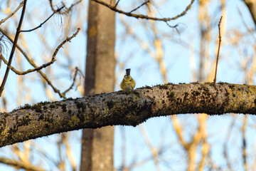 Great tit sitting on a bare mossy tree branch. The bird leans forward with its tail up. Rear view of a songbird. Natural pattern of leafless upper branches against blue sky. Sunny day in a city park