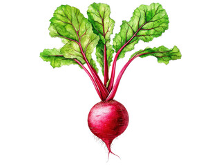 Vibrant Red Beetroot with Lush Green Leaves Perfectly Captured in Detailed Illustration