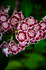 The hidden red flowers in the quiet forest are lovely.