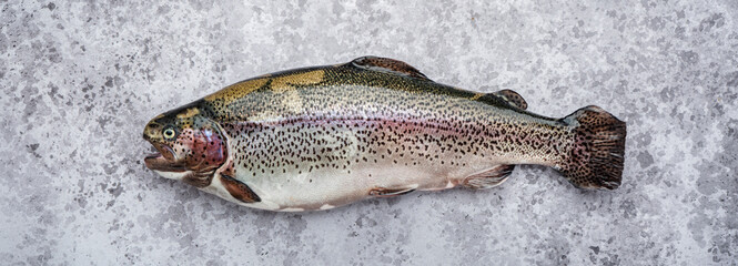 Fresh rainbow trout on grey table background, top view