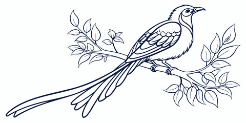 Vector Paradise Bird Line Art, isolated white background