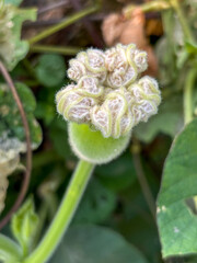 A small green flower with white petals