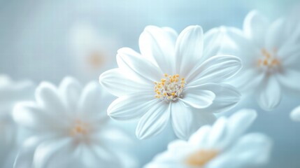 delicate white flowers soft focus macro photography