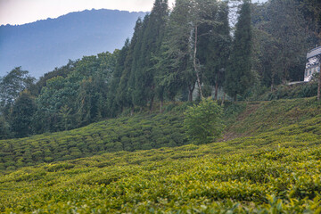 alpine meadow in the mountains in pelling sikkim