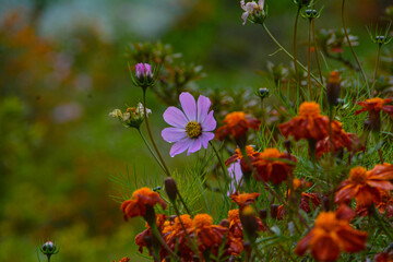 field of wildflowers in ravangla sikkim