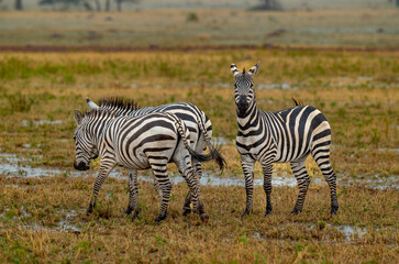 Adventures in the Serengeti savannah to see the wilderness life of the zebras
