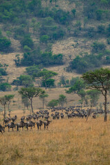 Adventures in the Serengeti savannah to see the wilderness life of the great migration