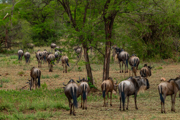 Adventures in the Serengeti savannah to see the wilderness life of the great migration