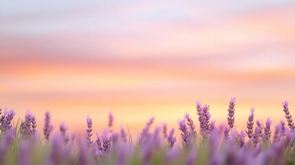 Fototapeta premium As the sun sets over the lavender field, the soft purple hues seamlessly merge with the orange sky, creating a serene and romantic atmosphere.