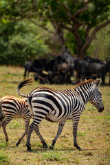 Adventures in the Serengeti savannah to see the wilderness life of the zebras