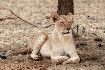 Adventures in the Serengeti savannah to see the wilderness life of the lions