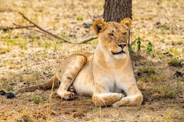 Adventures in the Serengeti savannah to see the wilderness life of the lions