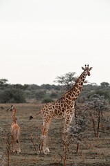 Adventures in the Serengeti savannah to see the wilderness life