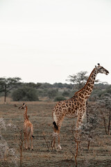 Adventures in the Serengeti savannah to see the wilderness life