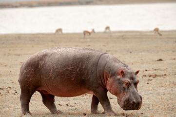 Adventures in the Ngorongoro savannah to see the wilderness life of the hippos